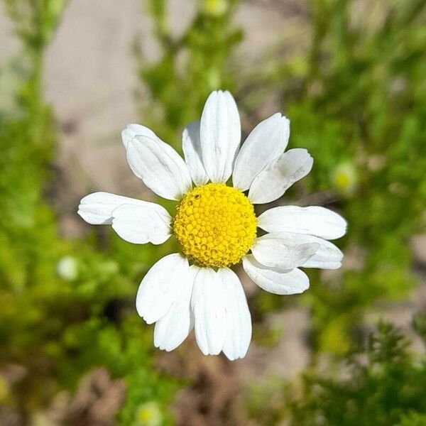 Anthemis cotula Kwiat