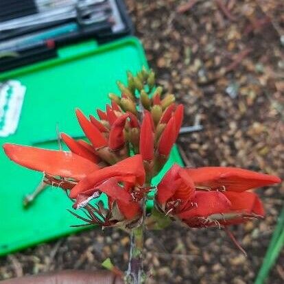 Erythrina variegata Flor
