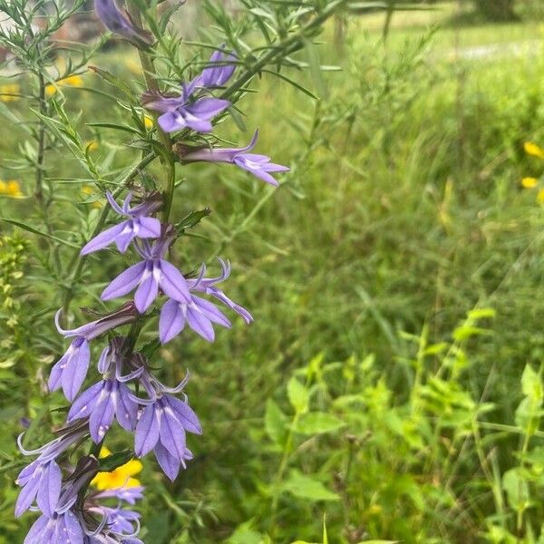 Lobelia puberula फूल