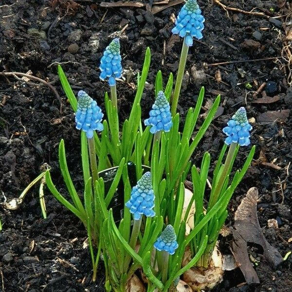 Muscari botryoides Õis