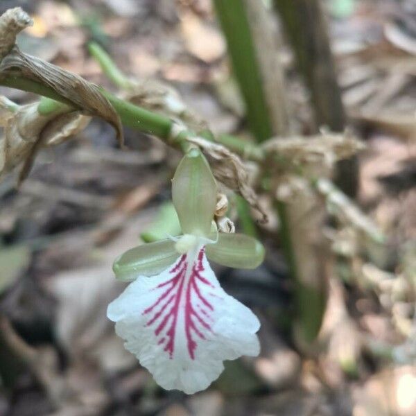 Elettaria cardamomum 花