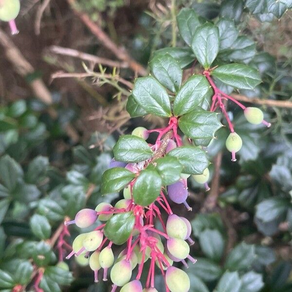 Berberis darwinii Ліст