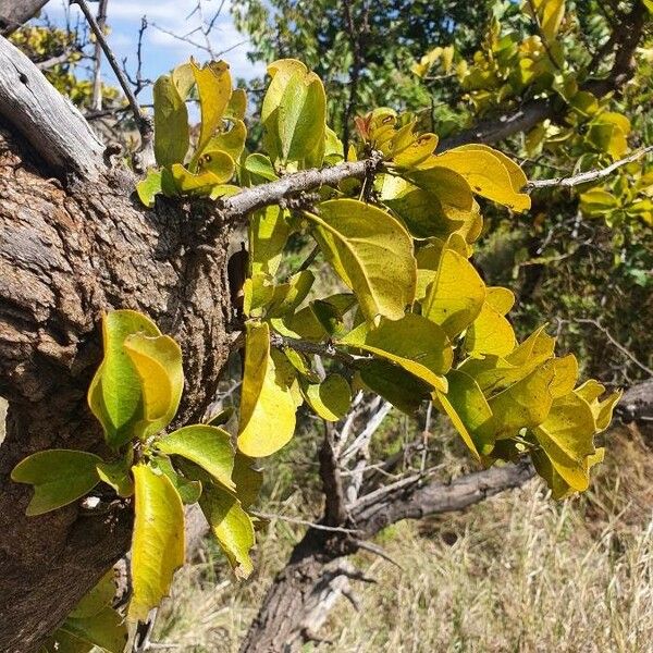 Ximenia americana Yaprak