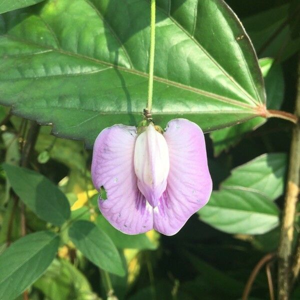 Centrosema virginianum Fleur