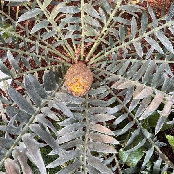 Encephalartos horridus Blüte