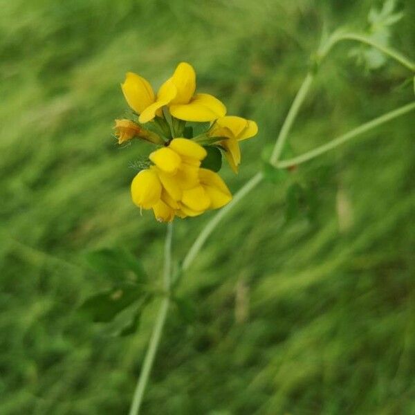 Lotus pedunculatus Blüte