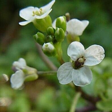 Nasturtium officinale Кветка