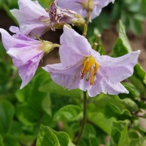Solanum tuberosum Fleur