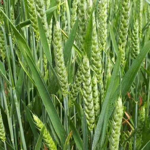 Triticum aestivum Frugt