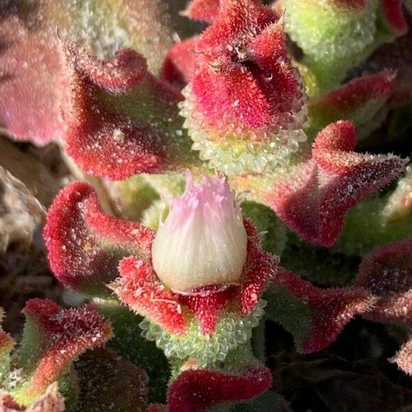 Mesembryanthemum crystallinum ᱵᱟᱦᱟ