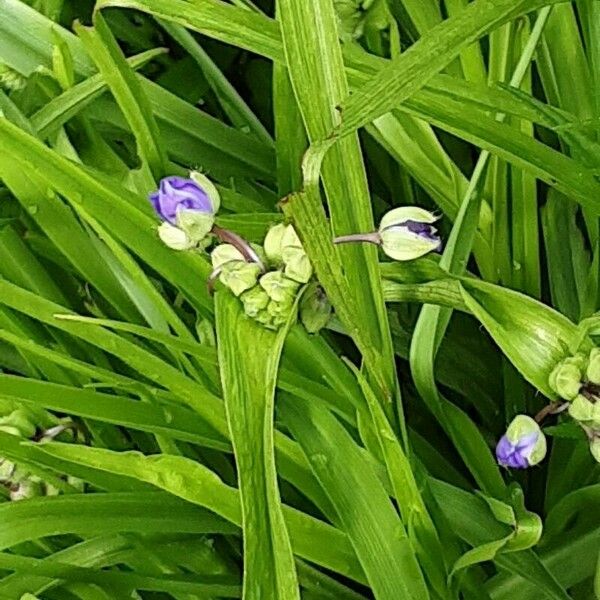 Tradescantia virginiana Fleur