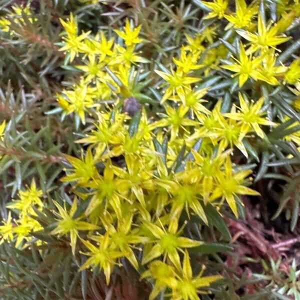 Sedum mexicanum फूल