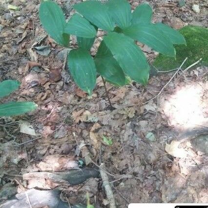 Maianthemum racemosum পাতা