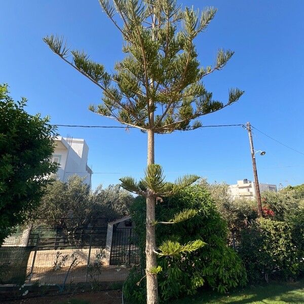 Araucaria heterophylla عادت داشتن