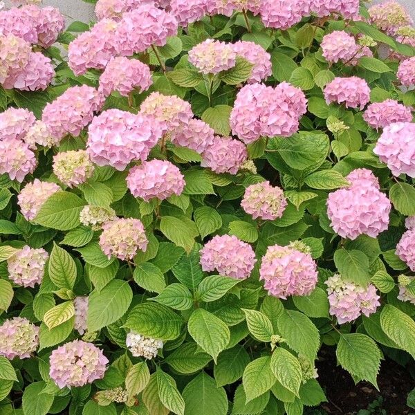 Hydrangea spp. Vekstform