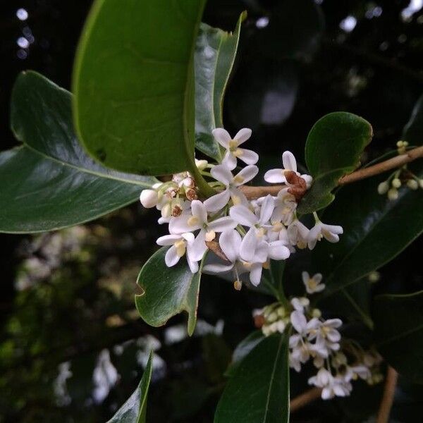 Osmanthus fragrans Žiedas