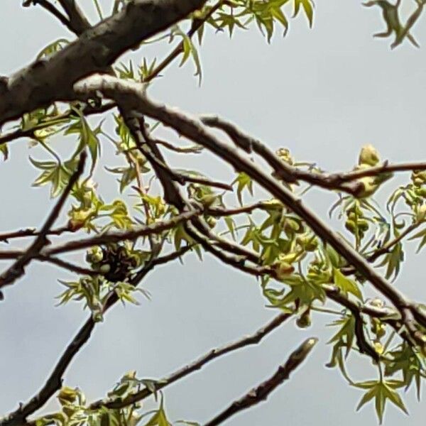 Liquidambar orientalis Flower