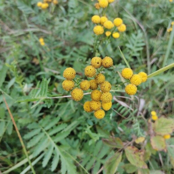 Tanacetum vulgare Квітка