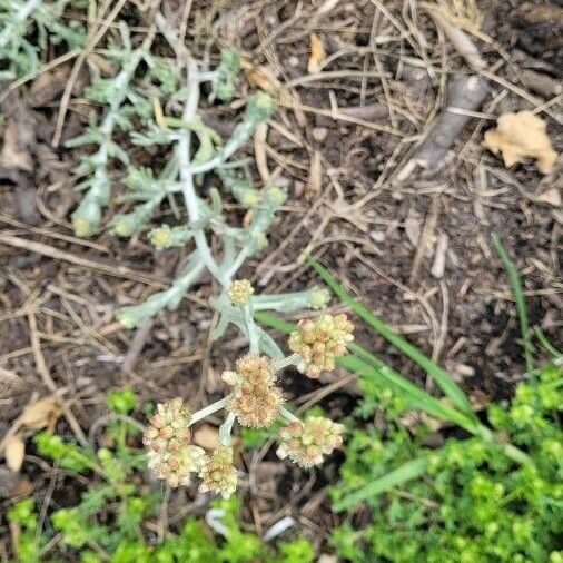 Pseudognaphalium luteoalbum Flower