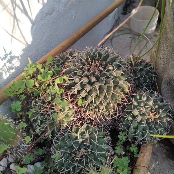 Mammillaria magnimamma Bark