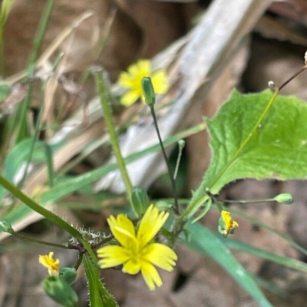 Lapsana communis Õis