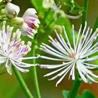 Thalictrum aquilegiifolium Іншае