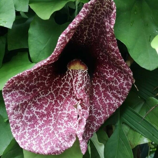 Aristolochia littoralis Fleur