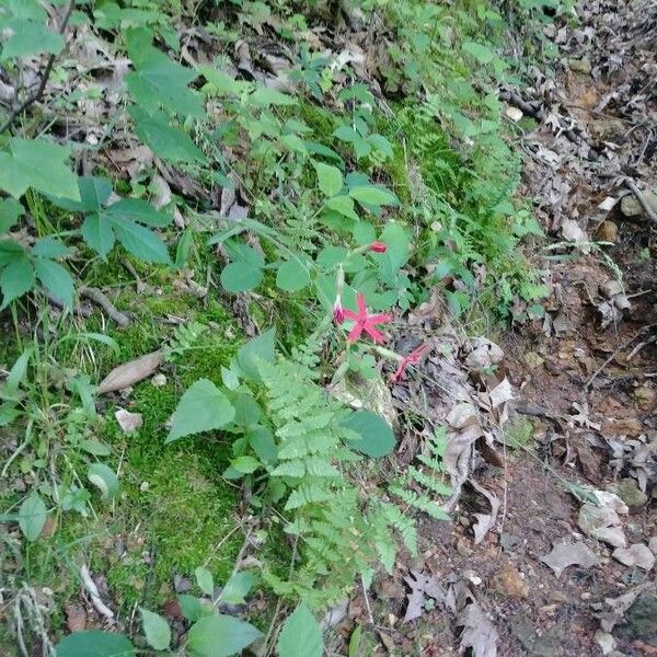 Silene virginica অভ্যাস