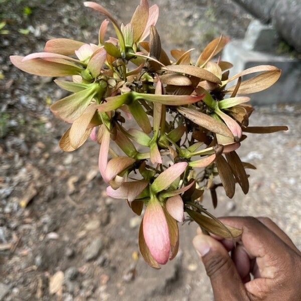 Hiptage benghalensis Λουλούδι