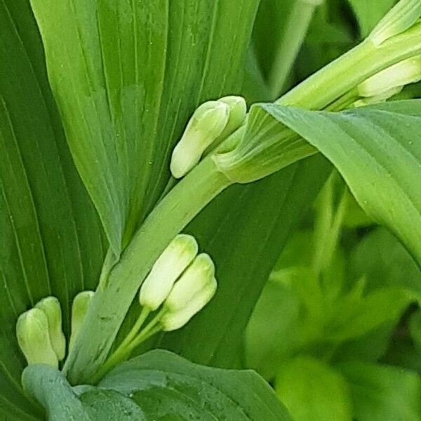 Polygonatum odoratum Blomst