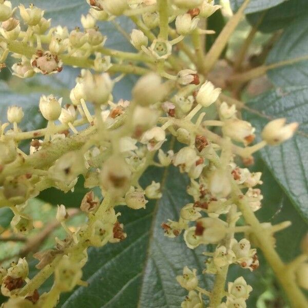 Clethra scabra Flower