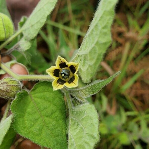 Physalis peruviana Цвят