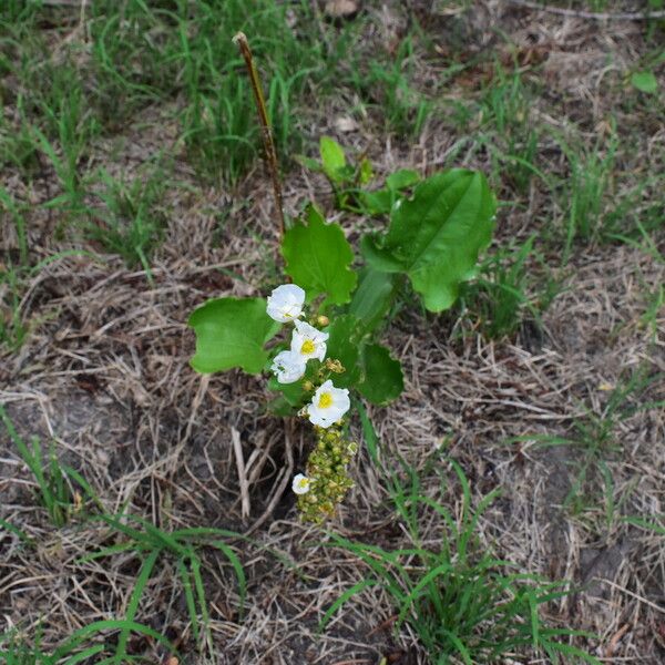 Aquarius cordifolius Habitus