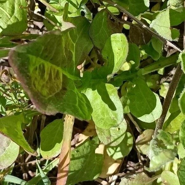 Youngia japonica Folha