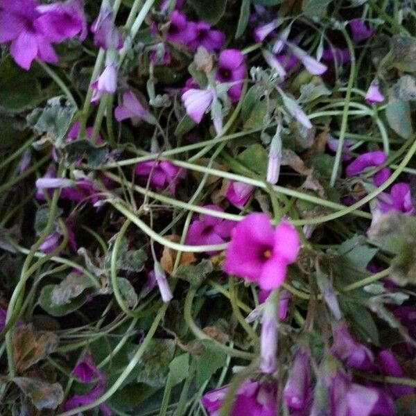 Oxalis articulata Blomst