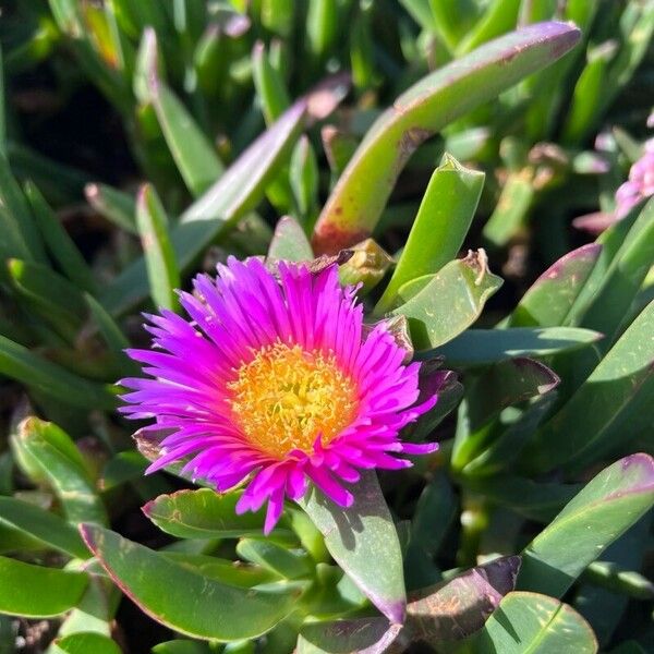 Carpobrotus chilensis Floare