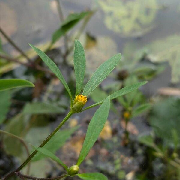 Bidens tripartita Çiçek