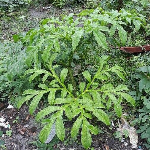 Amorphophallus paeoniifolius Yaprak