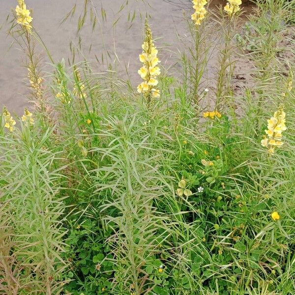 Linaria vulgaris Hábitos