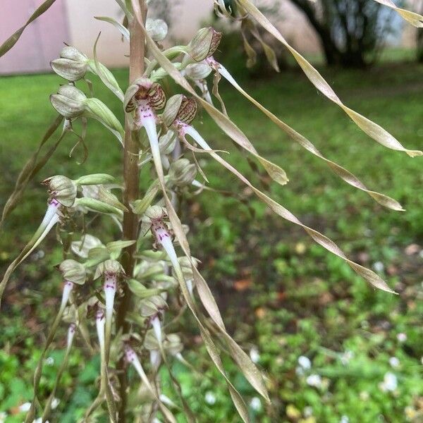 Himantoglossum hircinum Flor