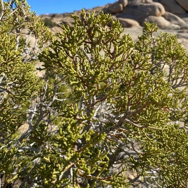 Juniperus monosperma Liść