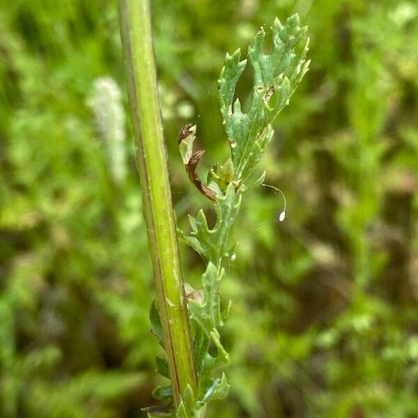 Jacobaea vulgaris Foglia