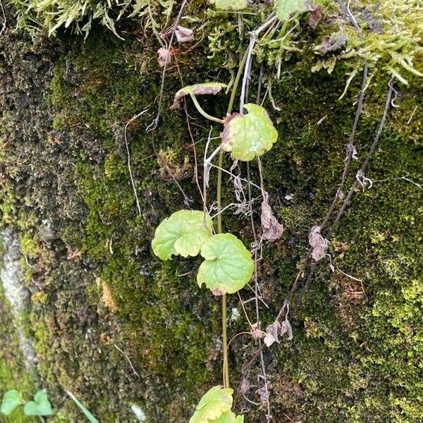 Hydrocotyle sibthorpioides Other