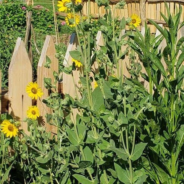 Helianthus mollis Blomst