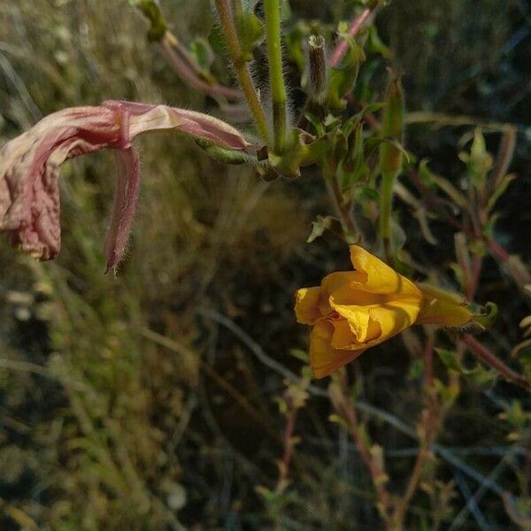 Oenothera stricta फूल