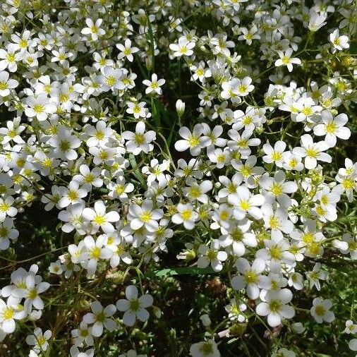 Saxifraga fragosoi Blomst