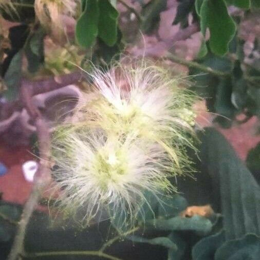 Albizia lebbeck Flor