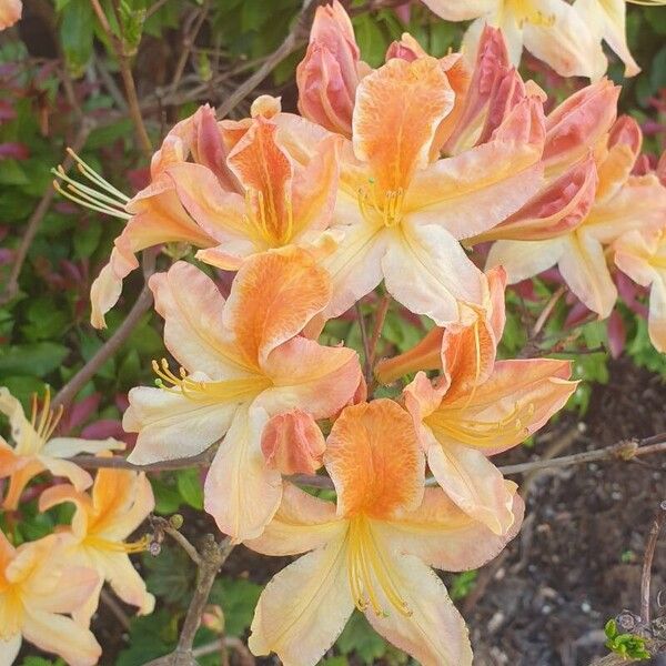 Rhododendron calendulaceum Blomst