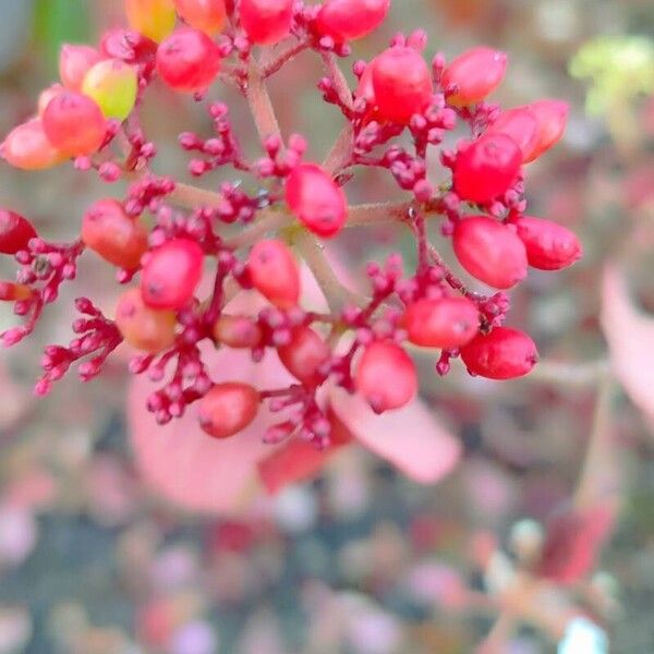 Viburnum plicatum Ffrwyth