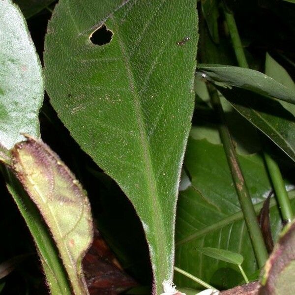 Paradrymonia ciliosa Lehti